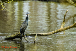 Aalscholver in broedkleed (Phalacrocoax carbo)