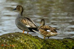 Krakeend - male (Mareca strepera)