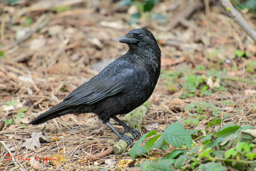 Zwarte kraai (Corvus corone)