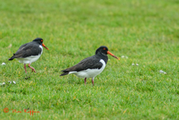 Scholekster (Haematopus ostralegus)
