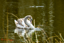 Knobbelzwaan (Cygnus olor)