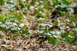 Zanglijster (Turdus philomelos)