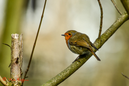 Roodborst (Erithacus rubecula)