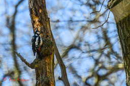 Grote bonte specht (Dendrocopos major)