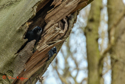 Kauw (Corvus monedula)