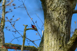 Grote bonte specht (Dendrocopos major)