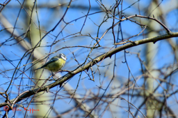 Pimpelmees (Cyanistes caeruleus)