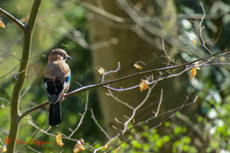 Gaai (Garullus gladarius)