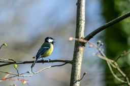 Koolmees (Parus major)