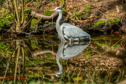 Blauwe Reiger (Ardea Cinerea)
