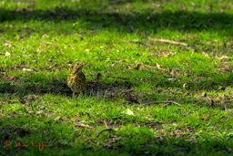 Zanglijster (Turdus philomelos)