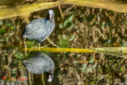 Meerkoet (Fulica atra)