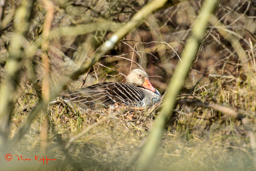 Grauwe gans (Anser anser)