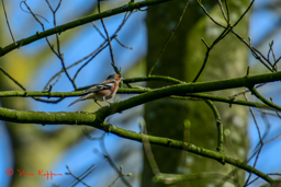 Vink - male (Fringilla coelebs)
