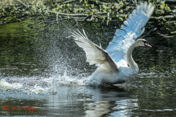 Knobbelzwaan (Cygnus olor)