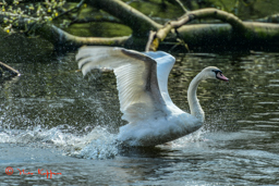 Knobbelzwaan (Cygnus olor)