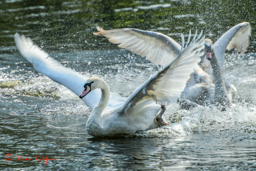 Knobbelzwaan (Cygnus olor)