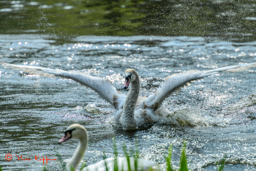 Knobbelzwaan (Cygnus olor)