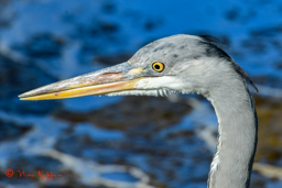 Blauwe Reiger (Ardea Cinerea)