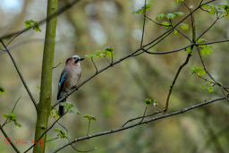 Gaai (Garullus gladarius)