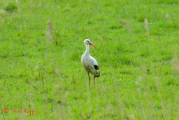 Ooievaar (Ciconia ciconia)