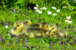 Grote Canadese gans (Branta canadensis)