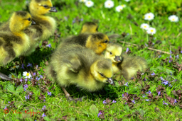 Grote Canadese gans (Branta canadensis)