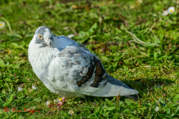 Rotsduif (Columba livia)