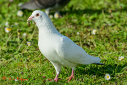 Rotsduif (Columba livia)