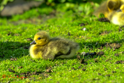Grote Canadese gans (Branta canadensis)