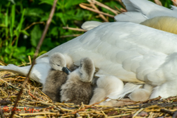 Knobbelzwaan (Cygnus olor)