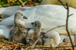 Knobbelzwaan (Cygnus olor)