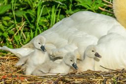 Knobbelzwaan (Cygnus olor)