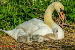 Knobbelzwaan (Cygnus olor)