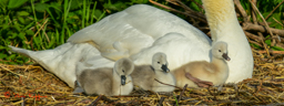 Knobbelzwaan (Cygnus olor)
