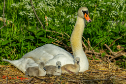 Knobbelzwaan (Cygnus olor)