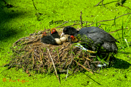Meerkoet (Fulica atra)