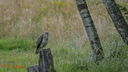 Buizerd (Buteo buteo)