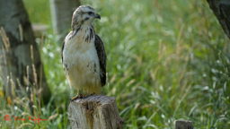 Buizerd (Buteo buteo)