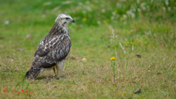 Buizerd (Buteo buteo)