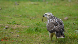 Buizerd (Buteo buteo)