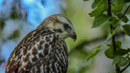Buizerd (Buteo buteo)