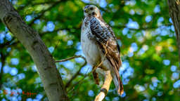 Buizerd (Buteo buteo)