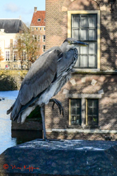 De nieuwe 'Haagsche Ooievaar'