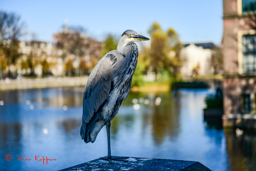 Reiger aan de Hofvijver