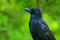 Zwarte kraai (Corvus corone)