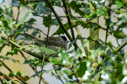 Zwartkop male (Sylvia atricapilla)